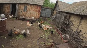 ОТец сажает дыни, арбузы и тыквы в деревне 18 05 2025г