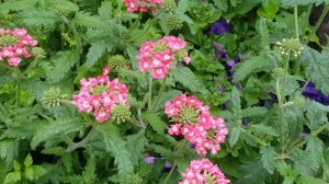 Красивые цветы.Музыка для души.