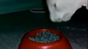 Кот экскаватор