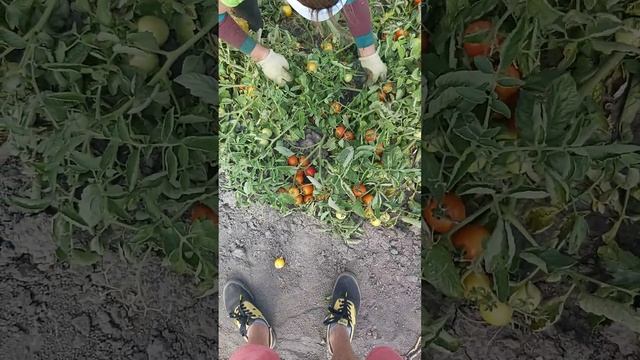 Уборка помидора Солероссо. Harvesting tomatoes from the field. смотреть онлайн