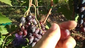 Виноград Кривбасс  т.0960951533