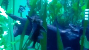 Москвариум. СМЕШНЫЕ РЫБКИ. РЫБА "МОНСТР". Strange fish.