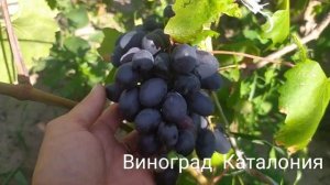 Виноград Каталония на 4 августа 2024 г.