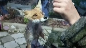 (1023) Лиса приходит в гости. Май 2025