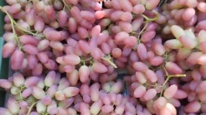 Софина на продажу 7 августа 2024. Виноградник Щереденков