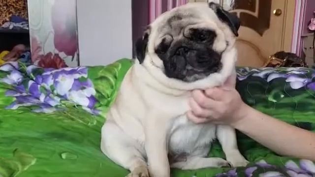 Мопсы тоже любят колыбельные.Ржали до слез