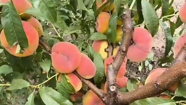 Інжирний персик Плане Топ. Peach Plane Top. Дуже смачний і вро смотреть онлайн