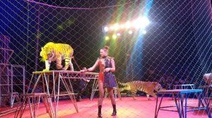 Выступление цирковых тигров и львицы #динасиядовгалюк #масленница #тигры #львы #цирк #яотдыхаю