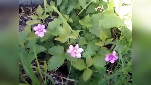 Цветы Севера. Релакс и отдых на час. Приятная красивая музыка!Релакс .