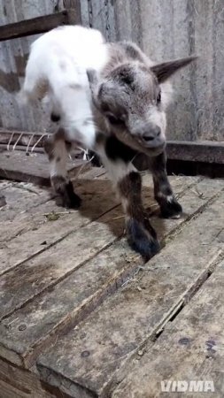 эти крошки меньше кошки!😄