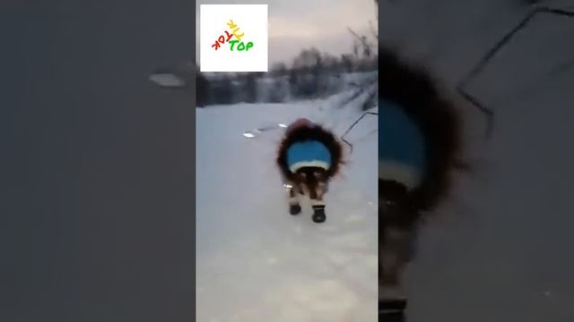 Лучшие приколы с собаками и кошками с прикольной озвучкой Галустяна и других звезд ТВ   TopTikTok