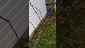 Виноград Северо-Запада Ленинградская область - обрезк