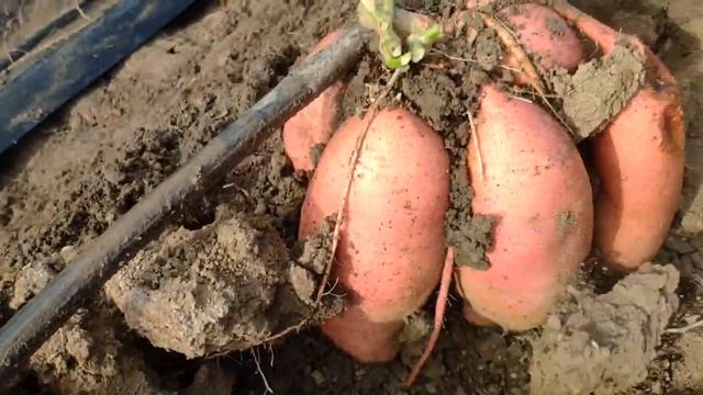 Батат 2024 Сливочный-Шаньдунский сорт рекордсмен! смотреть онлайн