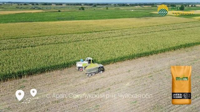 Уборка силоса 2024 | гибрид TORRO | с. Арал,Сокулукский р-н #т смотреть онлайн