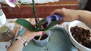 Новая орхидея Панда.