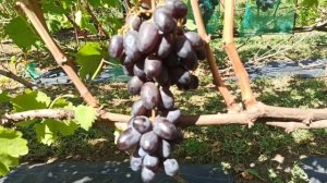 Виноград "Гладиатор" Калугина В.М. Тел,WhatsApp и Viber : 8-918-43-7