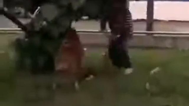 Вы козлы люди где мой муж баран