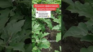 Эффективная защита баклажан от колорадского жука и её