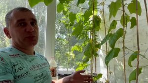 Как поживают наши балконные огурцы и помидоры, Анютка