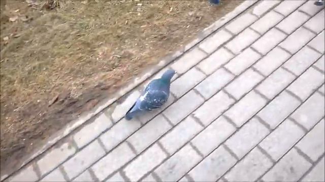 Танцующие голуби ( прикольное видео, прикол, смешное видео, голуби) смотреть онлайн