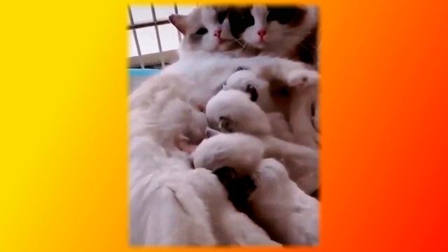 Смешные коты. Позитив. Создай себе хорошее настроение смотреть онлайн