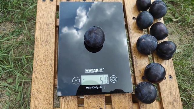 Диплоидная слива Эльдорадо/Eldorado смотреть онлайн