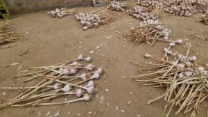 Как выращивают чеснок в Южной Корее и как из него можн?