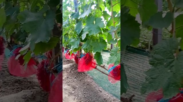 Виноград. Полісся . Київщина. Опис г.ф. Нєвєста 12.08.2024. смотреть онлайн