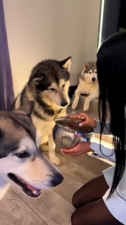 КАААК ЭТО РАБОТАЕТ ? 😳😳 Приколы с Животными