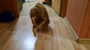 Ванные процедуры Локи 7 часть. Наконец-то закончили, домывать еще после вас мяу