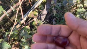 Виноград Зарево ( Придорожный) мое личное наблюдение з