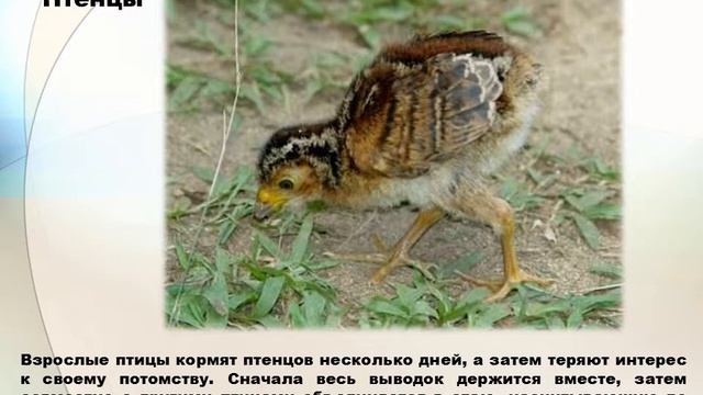 Анимированное видео (Gif) на тему  « Семейство  древесные куры» смотреть онлайн