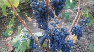 Сира ( Шираз ) - технический сорт  Франции