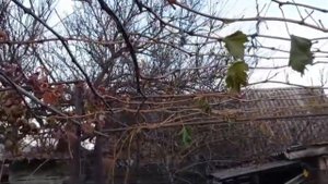 Укрывать виноград на зиму или нет?