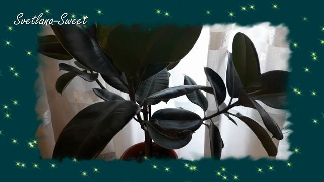 ФИКУС В ДОМЕ - К СЧАСТЬЮ ИЛИ К БЕДЕ ?