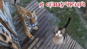 ТИГРА ВЫЗЫВАЛИ! Приколы с котами! С ОЗВУЧКОЙ! Самые смешные животные! ТЕСТ НА ПСИХИКУ!