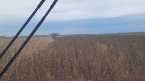 Уборка подсолнечника комбайн РСМ-161 с жаткой от Ростсе