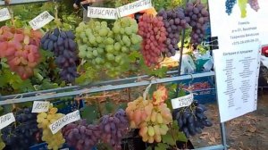 ЭТО НУЖНО ВИДЕТЬ! Выставка Винограда в Гомеле 2024