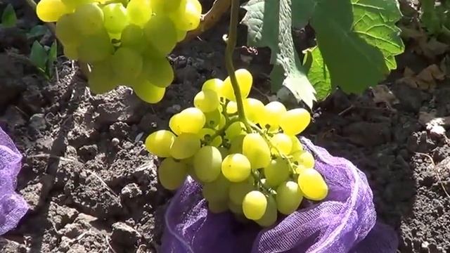 Виноград Супер экстра