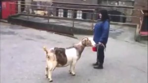 Смешное видео - кричащие козлы