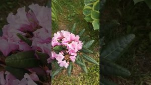 Рододендрон Хеллики отцветает