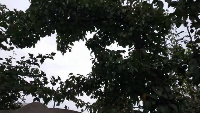 7.10.24.✖️Зимова груша 🍐, перший гарний врожай за більш смотреть онлайн