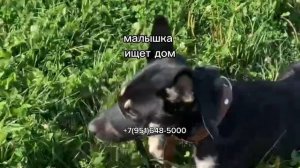 Собачка ищет дом