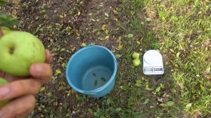 Груша ЖОЗЕФИНА МЕХЕЛЬНСКАЯ: высокие вкусовые качеств?