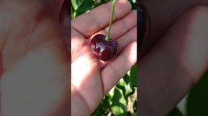 черешня сорта Аннушка