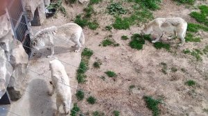 Эти волки едят из рук человека.