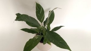 Спатифиллум Даймонд