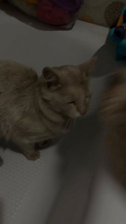 Погулял