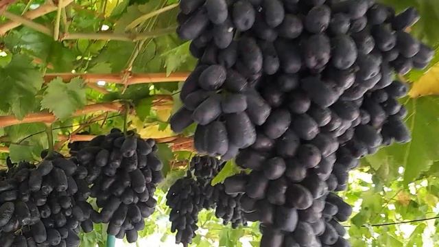 Кишмиш Аватар на 01.09.2024р. м. Сміла, Черкаська обл. смотреть онлайн