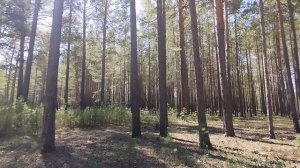 Сушим витамины из леса, для всей семьи!Прогулка по очень красивому лесу 🌳